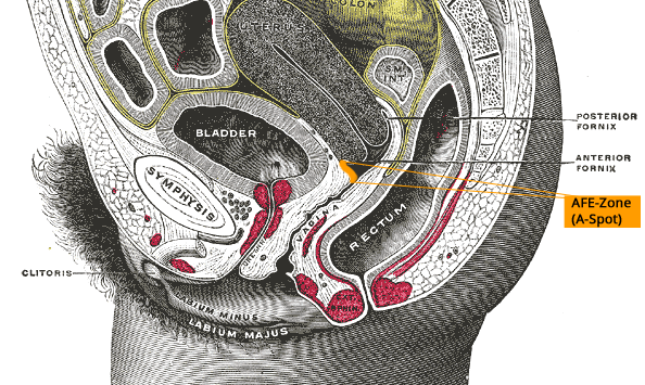 A-spot anatomy